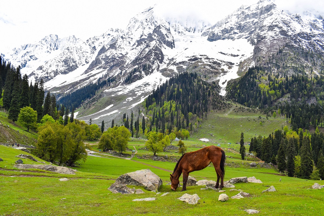 DAY TRIP TO SONMARG